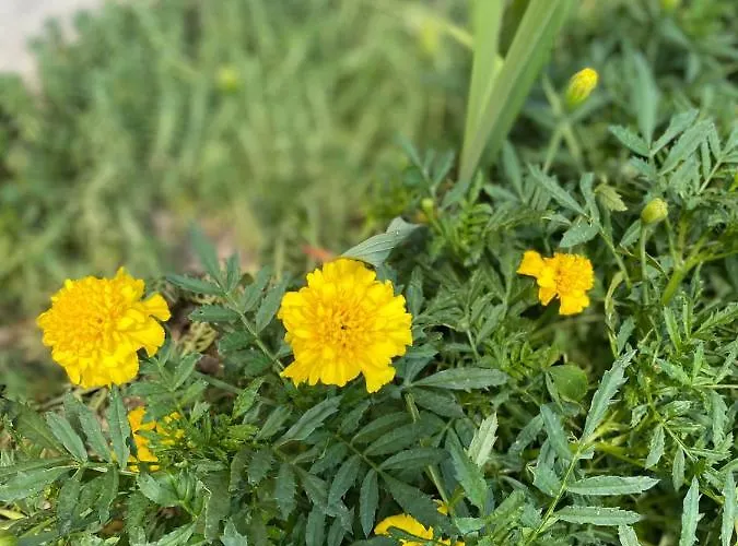 Joca * 바이나 바슈타